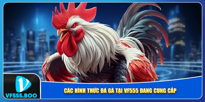 Các hình thức đá gà tại VF555 đang cung cấp